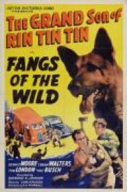 Rin Tin Tin - In den Fängen der Wildnis