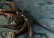 Les Amours de la pieuvre