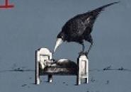 Nicht alles was fliegt, ist ein Vogel