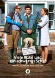 Viele Kühe und ein schwarzes Schaf