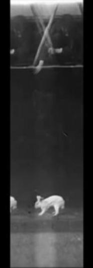 Lapin, chute droite puis retournement