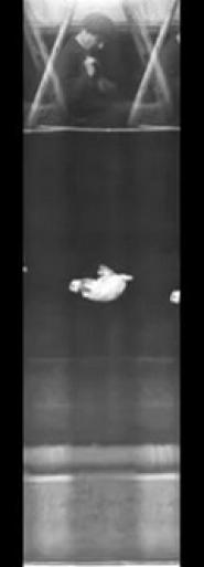 Lapin, chute mais retournement incomplet