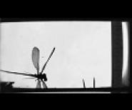 Vol de l'agrion puella