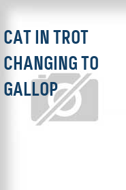 Cat in Trot Changing to Gallop