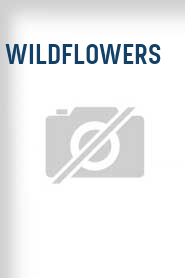 Wildflowers